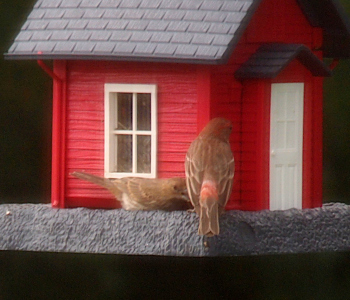 [Two birds on the tray around the red house-shaped bird feeder. There is a red patch on the tail and the head is red on the male facing away from the camera. The slightly smaller all brown bird, seen from its right side, has its head bend near the seeds.]